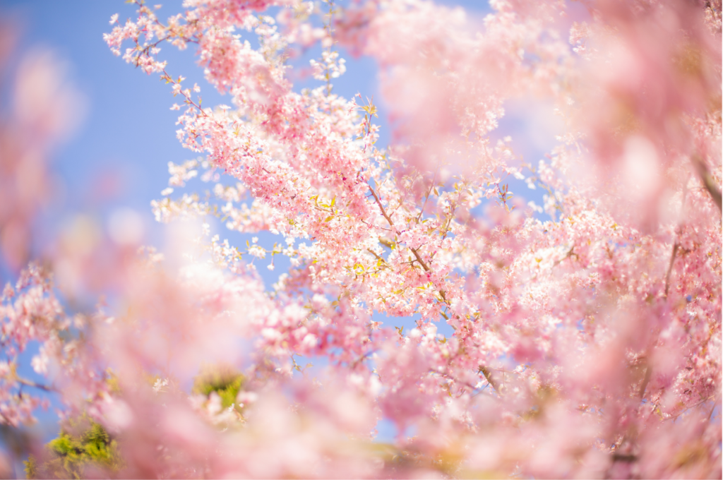桜画像